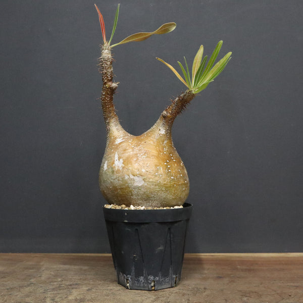 新商品 – 5ページ目 – TaiShoDo ONLINE SHOP