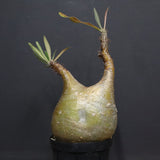 P.グラキリス 494