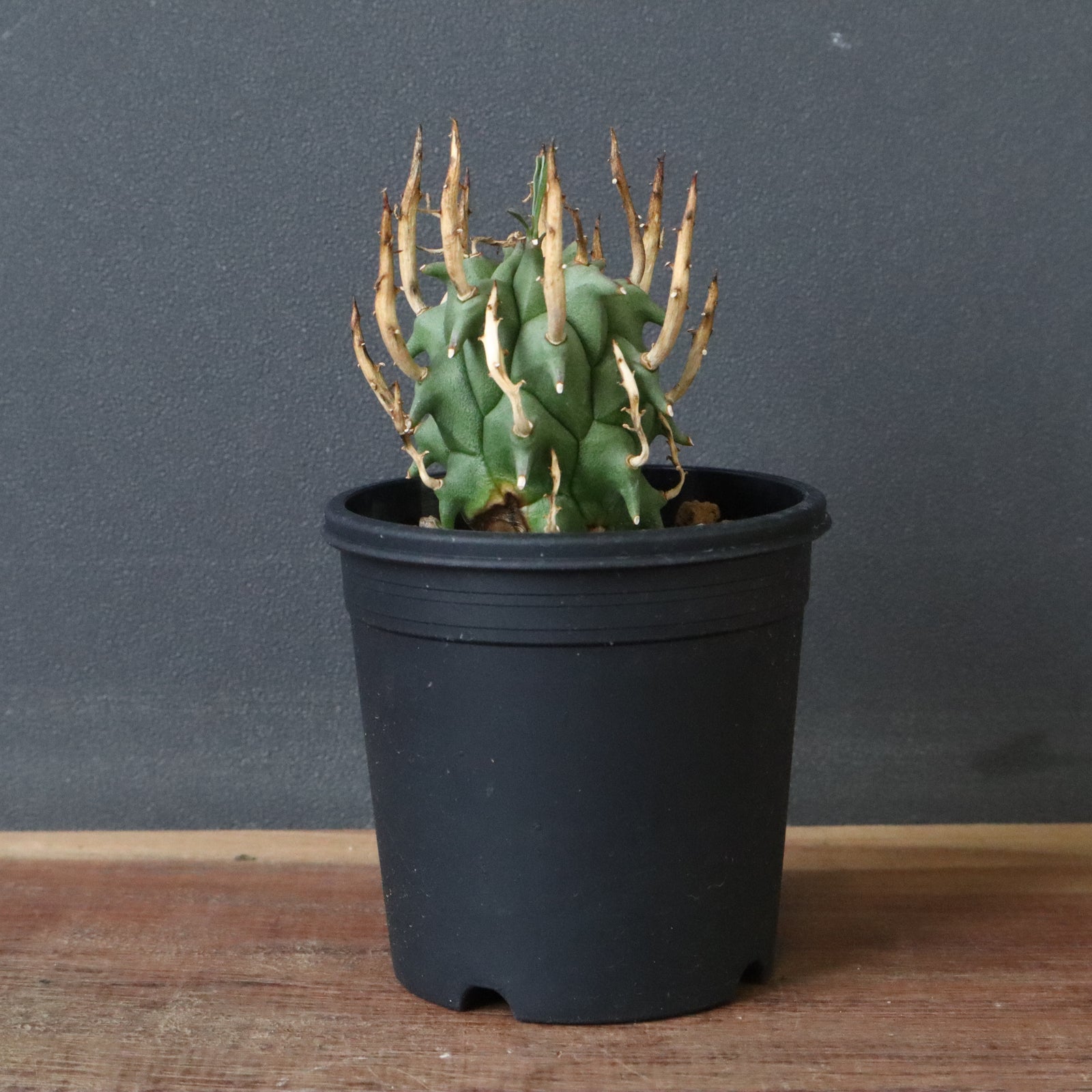 (本日限定)闘牛角 E.闘牛角 05 – TaiShoDo ONLINE SHOP