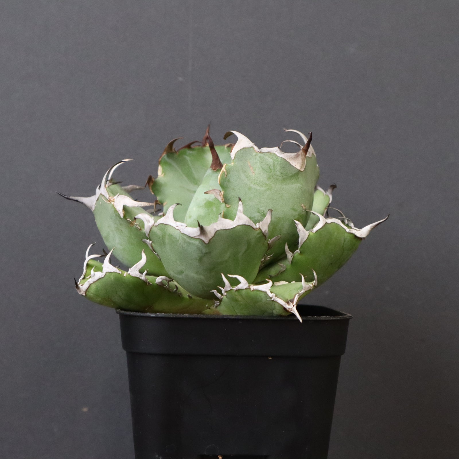 アガベ 黒鯨 EC747 – TaiShoDo ONLINE SHOP