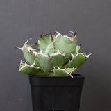 アガベ 黒鯨 EC747