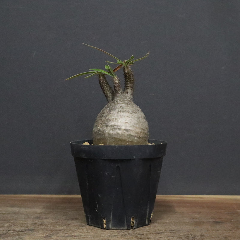 P.グラキリス 987 – TaiShoDo ONLINE SHOP