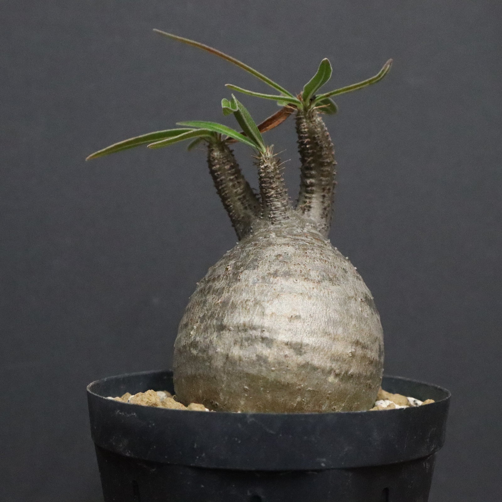 パキポディウムグラキリス P.グラキリス 987 – TaiShoDo ONLINE SHOP