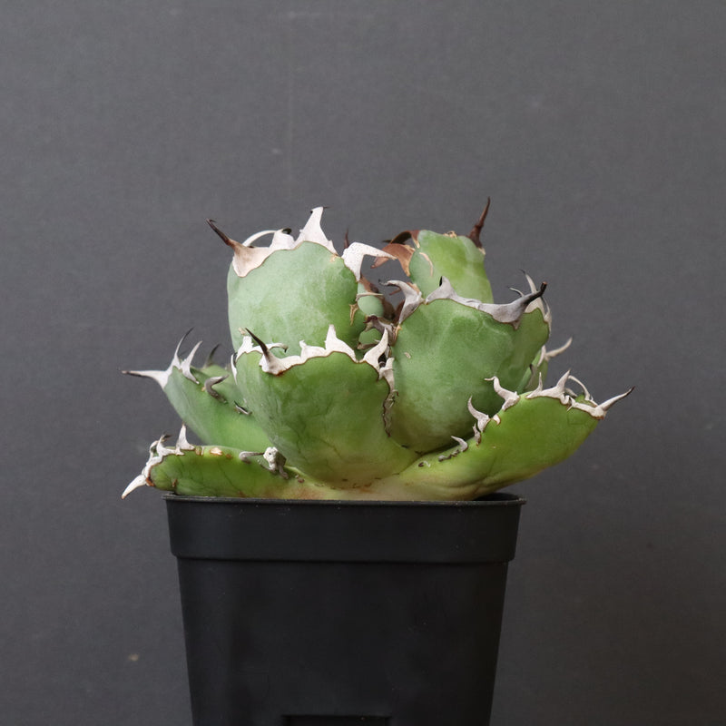 アガベ 黒鯨 EC747