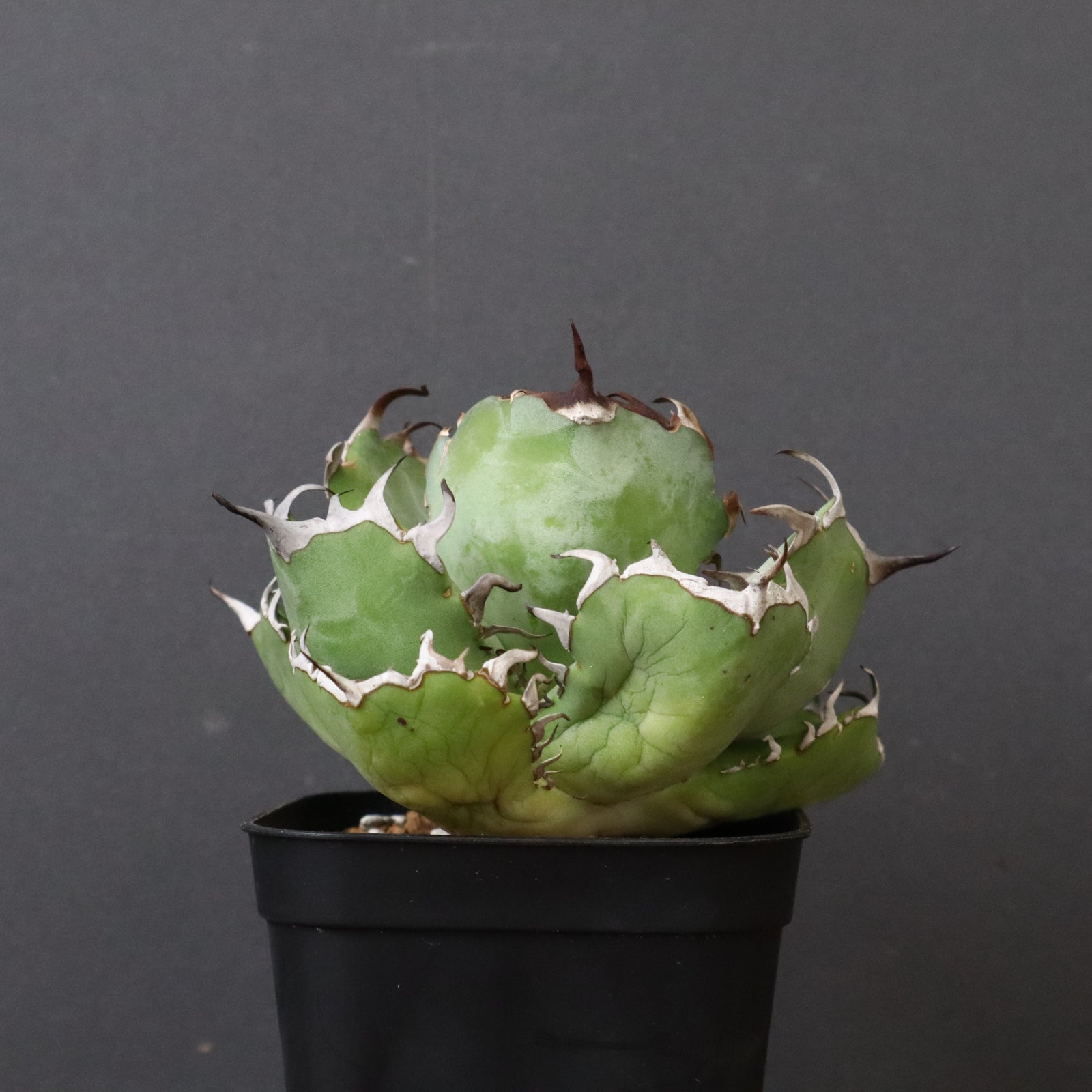 アガベ 黒鯨 EC747 – TaiShoDo ONLINE SHOP