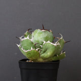 アガベ 黒鯨 EC747