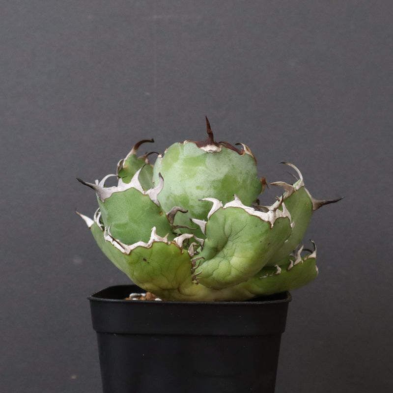 アガベ 黒鯨 EC747