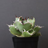 アガベ 黒鯨 EC747