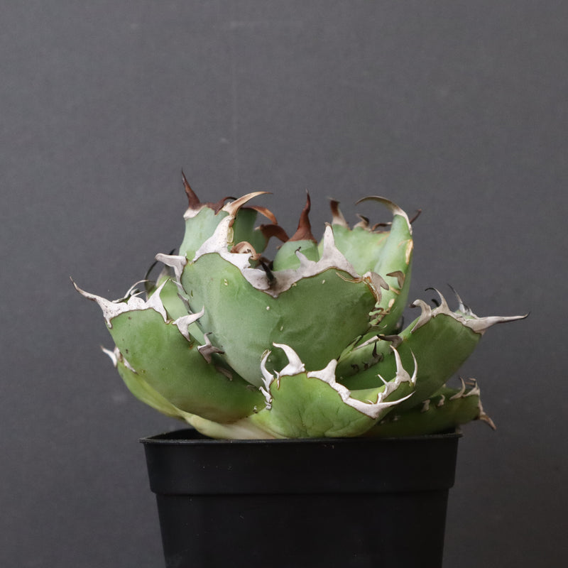 アガベ 黒鯨 EC747