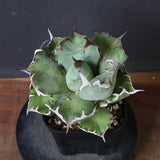 アガベ 黒鯨 EC747