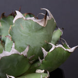 アガベ 黒鯨 EC747