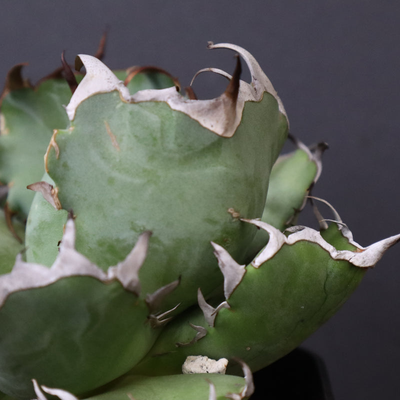 アガベ 黒鯨 EC747