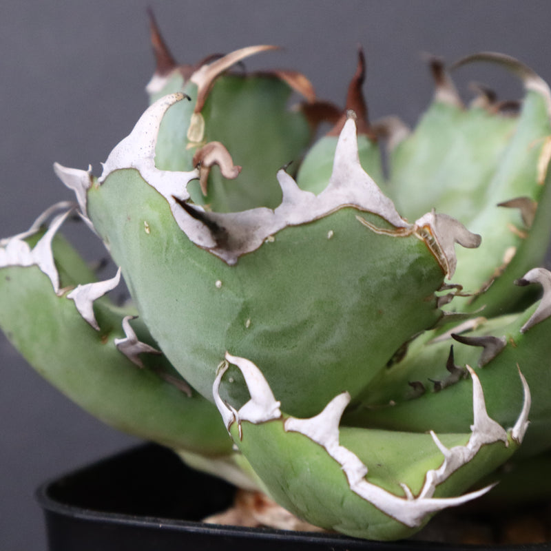 アガベ 黒鯨 EC747