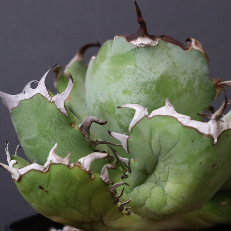 アガベ 黒鯨 EC747