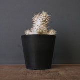 P.デンシフローラム（実生）　EC1762