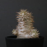 P.デンシフローラム（実生）　EC1762