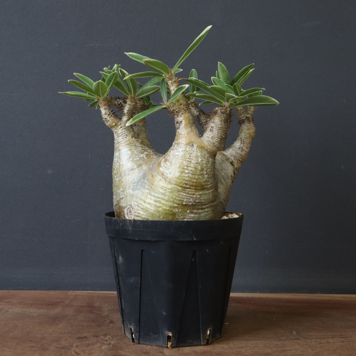 オオハマボウ　幹幅16cm 穴あき 盆栽 塊根植物 オオハマボウ ユウナ 盆栽 塊根 - メルカリ