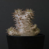 P.デンシフローラム（実生）　EC1762