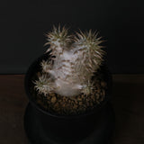 P.デンシフローラム（実生）　EC1762