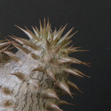 P.デンシフローラム（実生）　EC1762