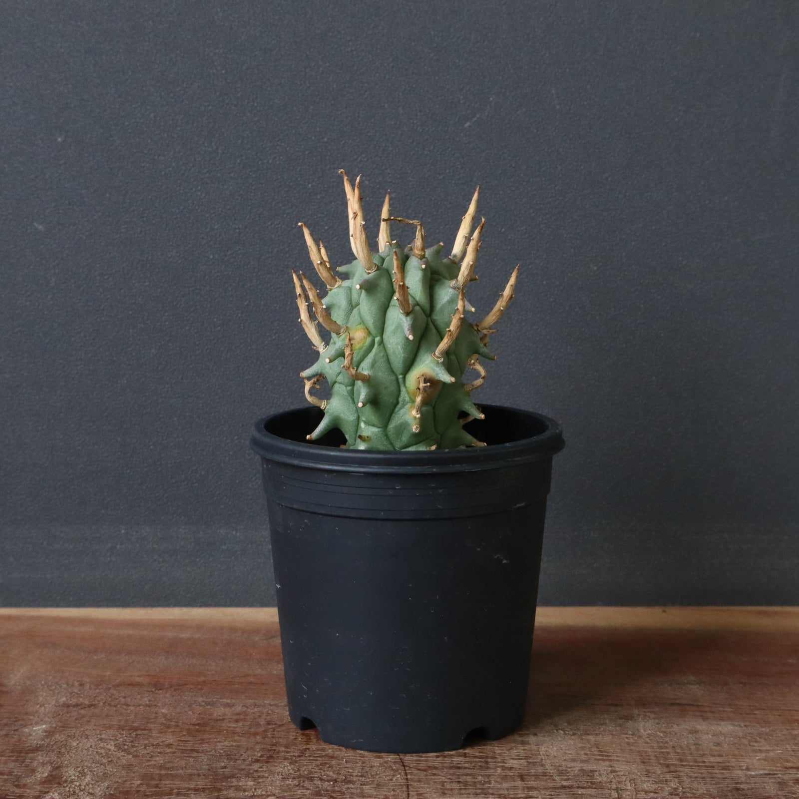 (本日限定)闘牛角 IMG_4728_963d273b-6738-401d-