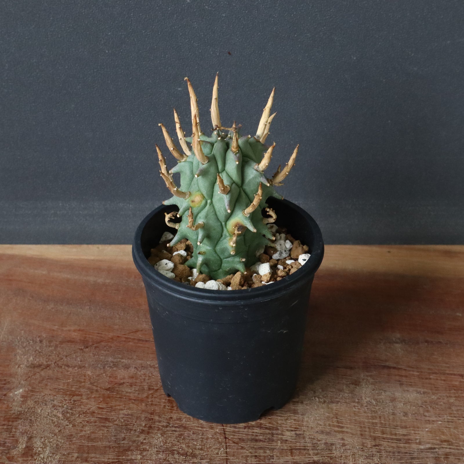 IMG_4729_698c3d20-fe70-4d4e-