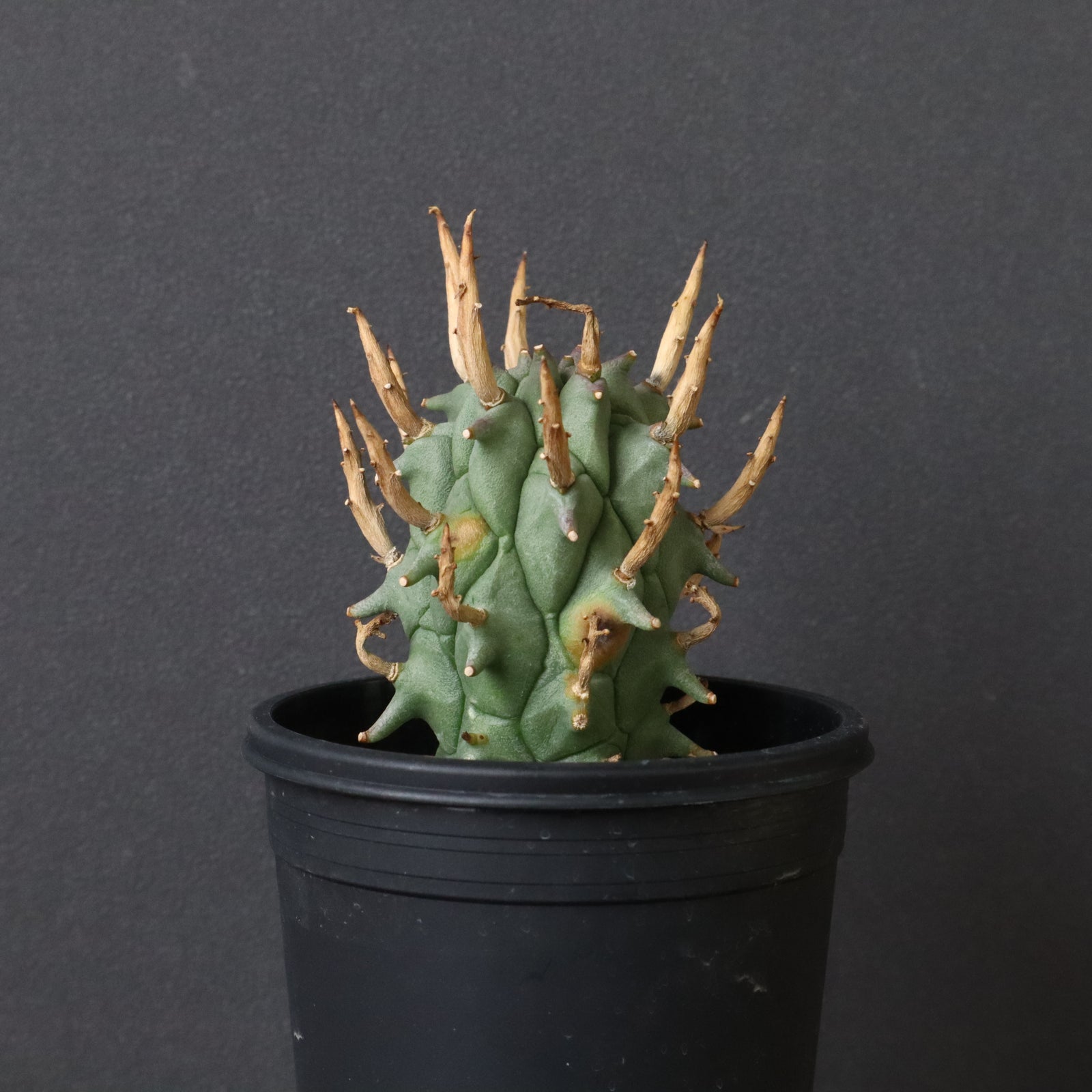 週末セール 闘牛角 IMG_4730_97229698-7ad3-411a-