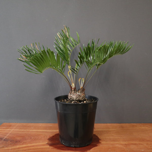 ソテツ – TaiShoDo ONLINE SHOP