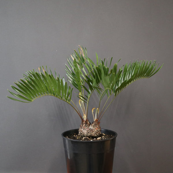 ソテツ – TaiShoDo ONLINE SHOP