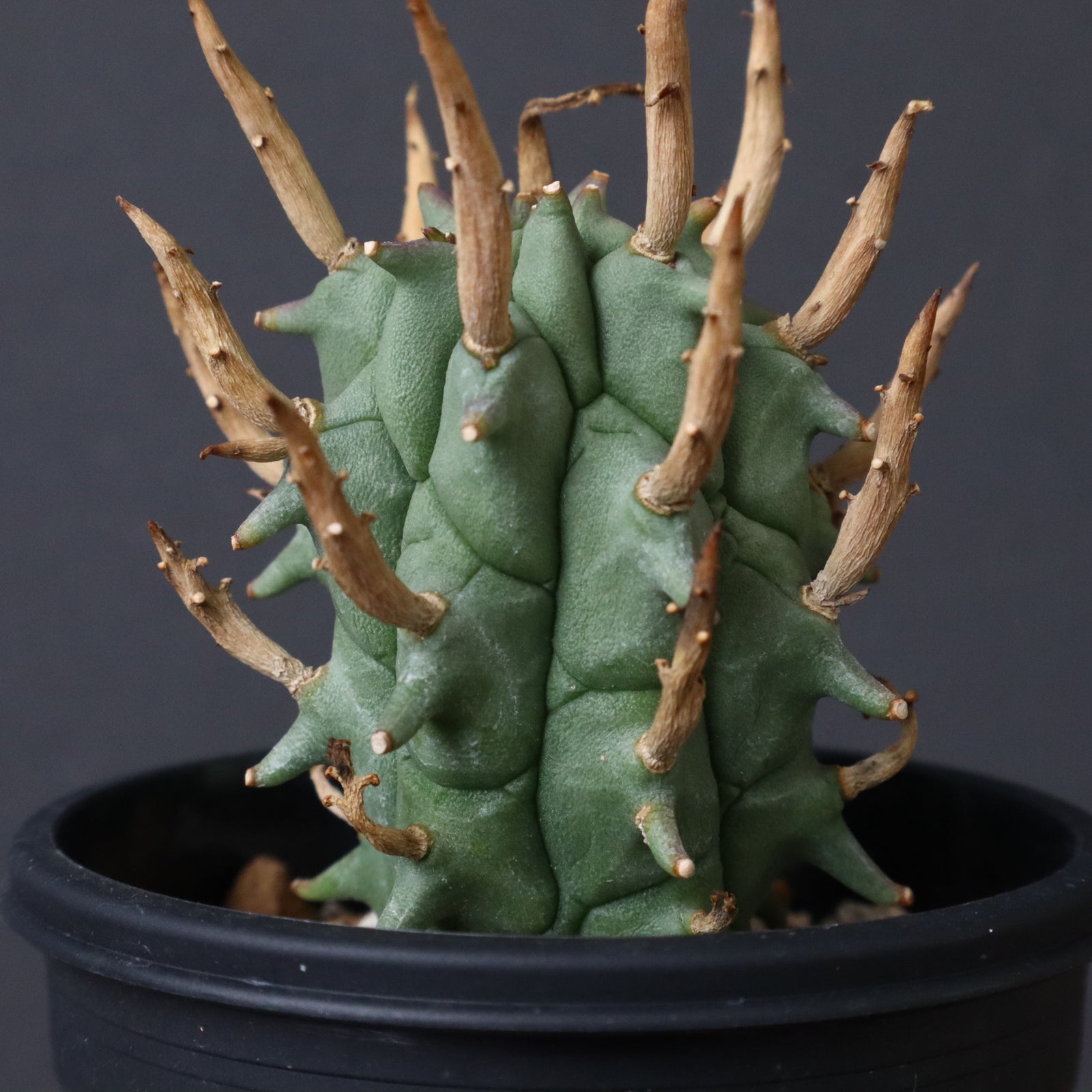 (本日限定)闘牛角 E.闘牛角 19 – TaiShoDo ONLINE SHOP