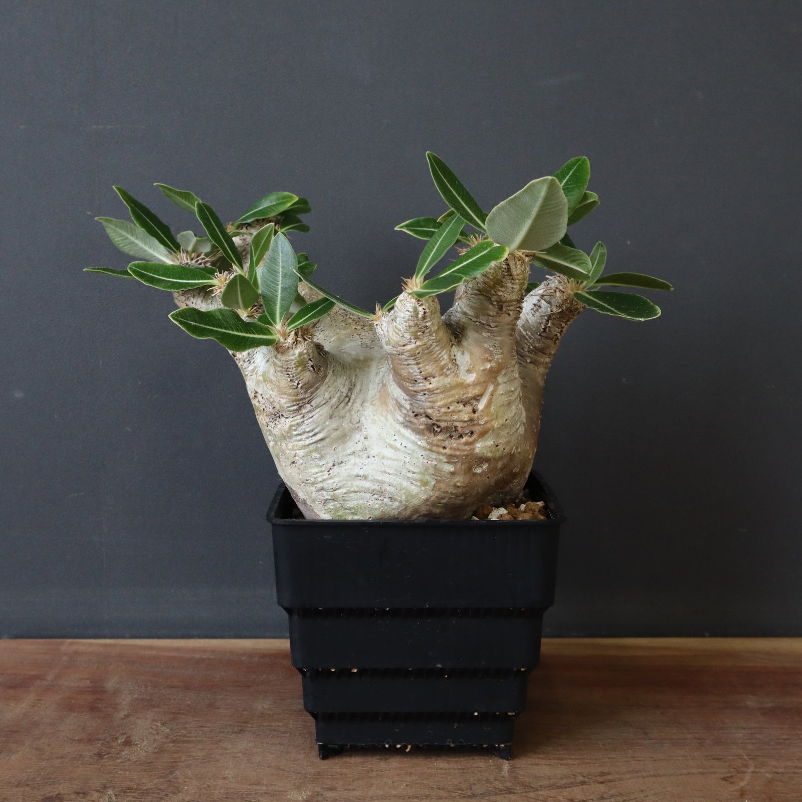 パキポディウム エブレネウム 現品① FF3FD800-9895-424B-BCEC-