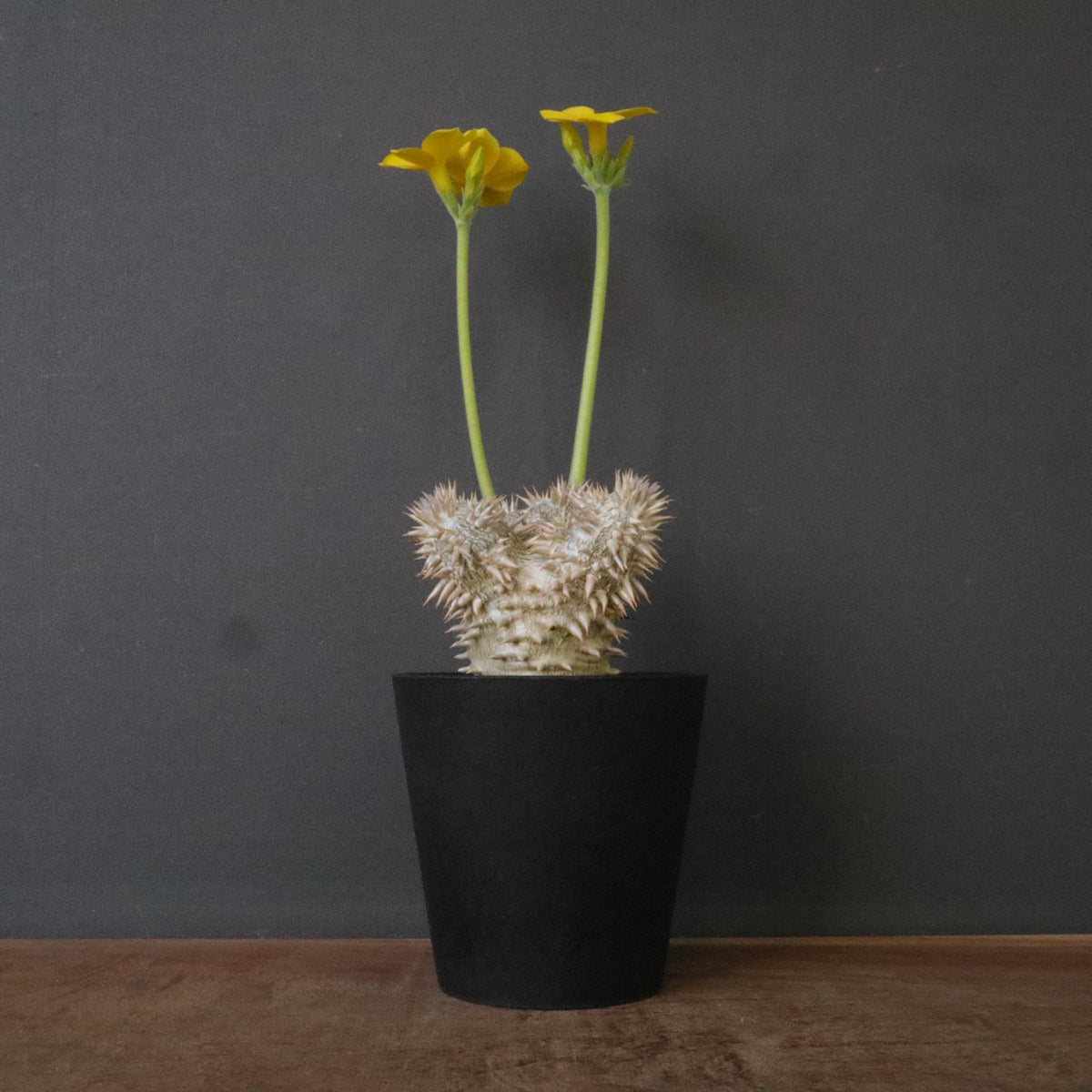 実生 – TaiShoDo ONLINE SHOP