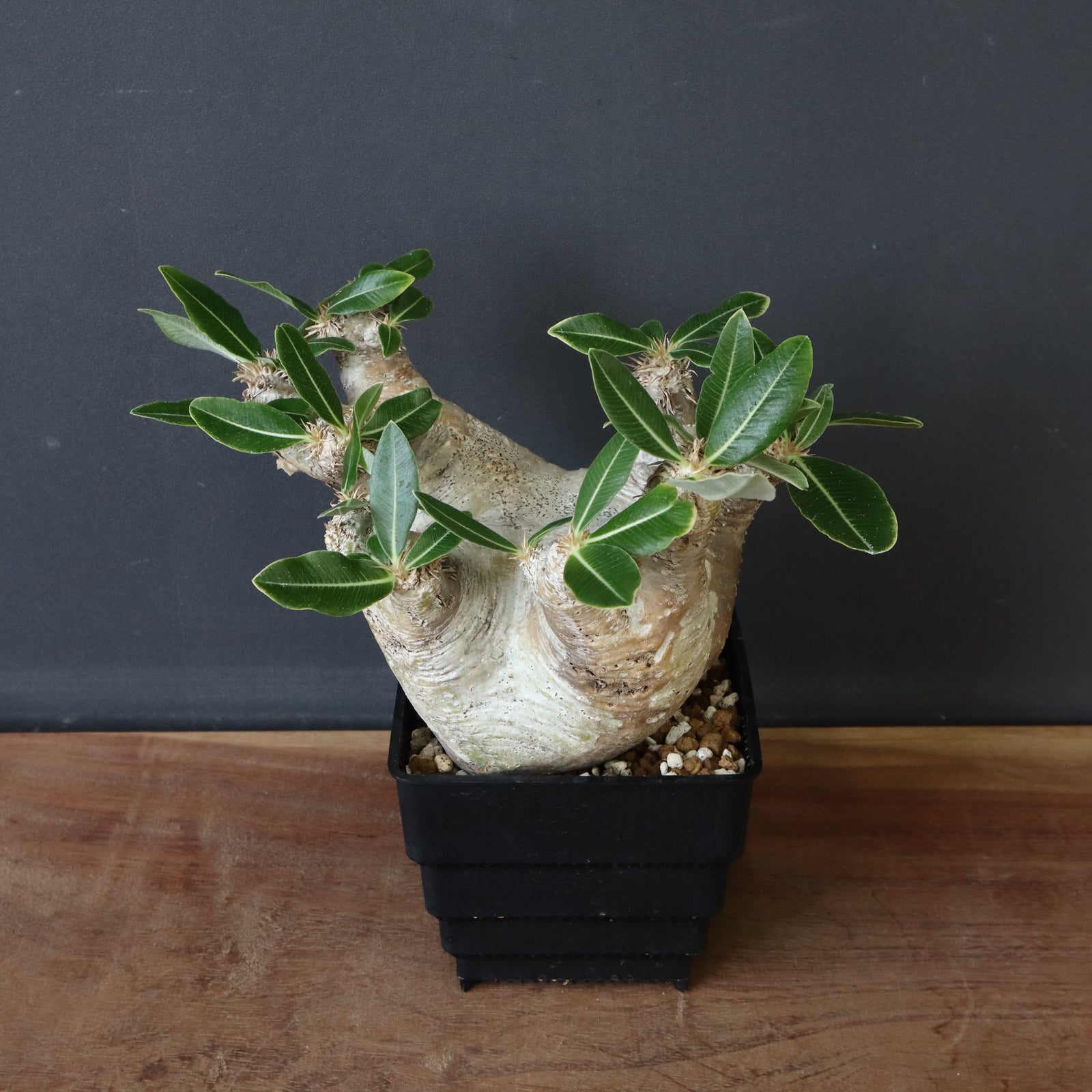 パキポディウム エブレネウム 1株 パキポディウム エブレネウム | Home&Plants