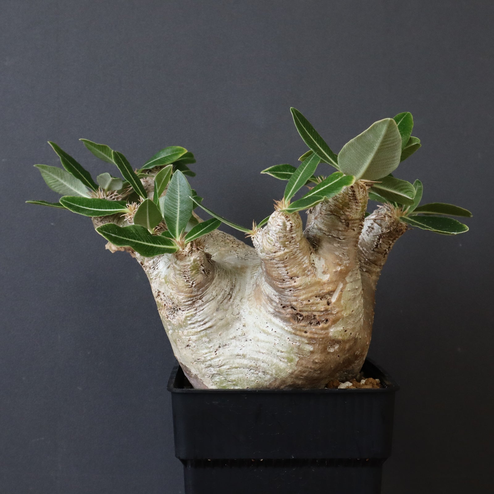 P.エブレネウム D1 – TaiShoDo ONLINE SHOP