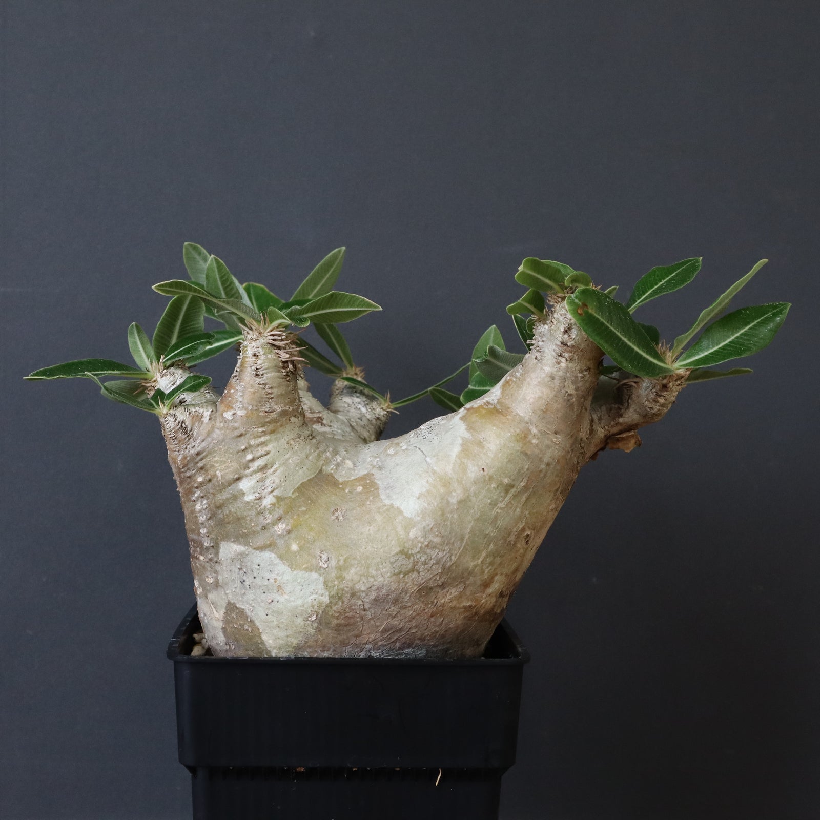 P.エブレネウム D1 – TaiShoDo ONLINE SHOP