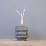 【宮島將實陶器鉢】P.ディスカラー　EC2171