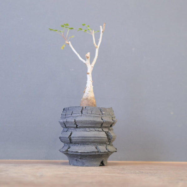 宮島將實陶器鉢】P.ディスカラー（実生）EC2171 – TaiShoDo ONLINE SHOP
