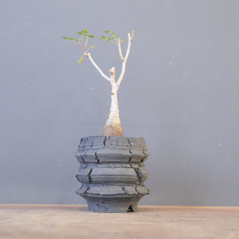 宮島將實陶器鉢】P.ディスカラー EC2171 – TaiShoDo ONLINE SHOP