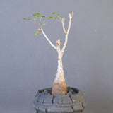 【宮島將實陶器鉢】P.ディスカラー　EC2171