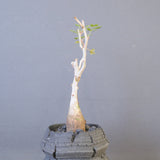 【宮島將實陶器鉢】P.ディスカラー　EC2171