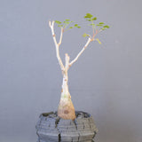 【宮島將實陶器鉢】P.ディスカラー　EC2171