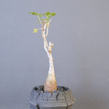 【宮島將實陶器鉢】P.ディスカラー　EC2171