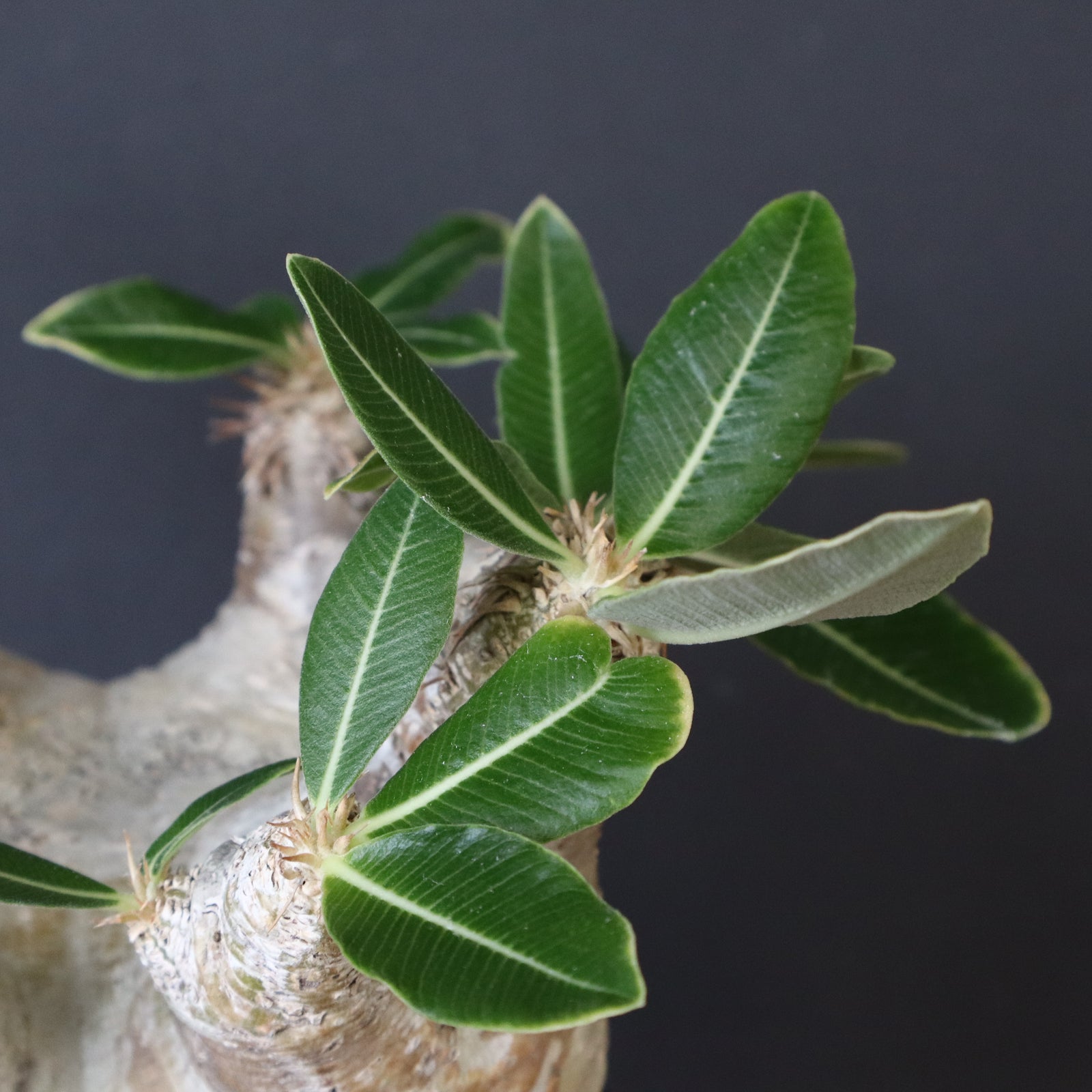 P.エブレネウム D1 – TaiShoDo ONLINE SHOP