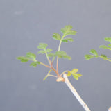 【宮島將實陶器鉢】P.ディスカラー　EC2171