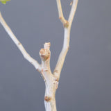 【宮島將實陶器鉢】P.ディスカラー　EC2171