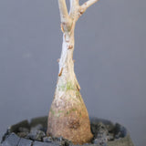 【宮島將實陶器鉢】P.ディスカラー　EC2171