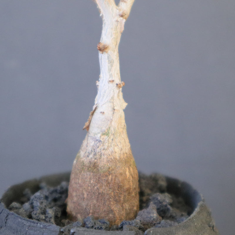 宮島將實陶器鉢】P.ディスカラー（実生）EC2171 – TaiShoDo ONLINE SHOP