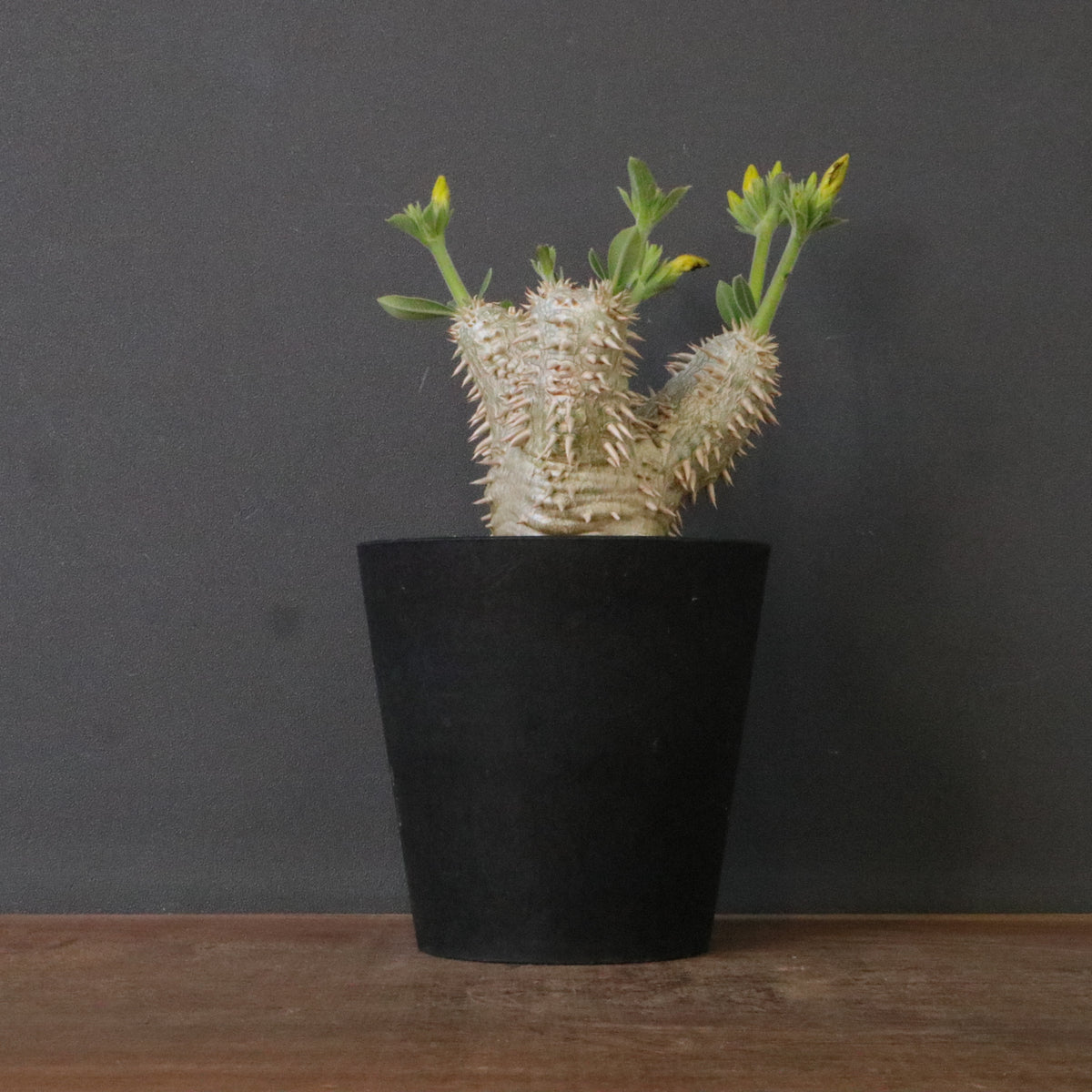 塊根植物 – 13ページ目 – TaiShoDo ONLINE SHOP