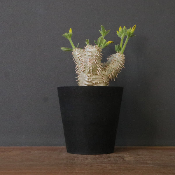 塊根植物 – 12ページ目 – TaiShoDo ONLINE SHOP