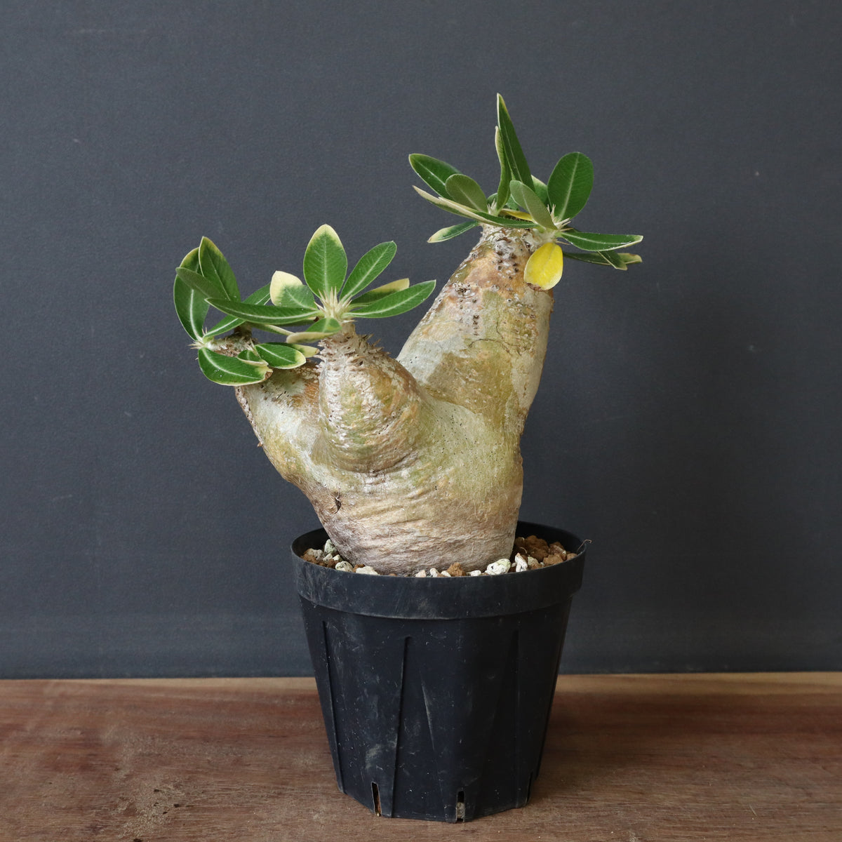 セントラルドグマ 樣專用植木鉢 Lサイズ 検（ 塊根植物グラキリス パキプス ) セントラルドグマ 樣專用植木鉢 Lサイズ 検（ 塊根植物